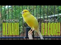 Lagu Pancingan Kenari GACOR panjang untuk Masteran Kenari PAUD \u0026 agar Kenari diam agar bunyi \u0026 gacor