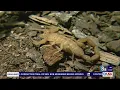 Scorpions invade southwest Las Vegas valley neighborhoods residents say