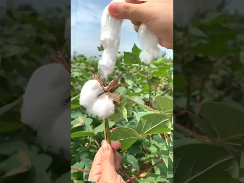 The Hidden Beauty of Cotton Farming #farming #nature #shorts