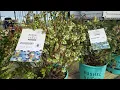 BLUEBERRIES Bushel and Berry Garden Center Stratford CT