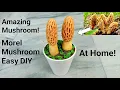 How to make mushroom Making Morel morchella mushroom Diy Morel mushrooms beautiful crafts