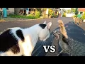 Download Lagu kucing berantem lucu rebutan wilayah. kebanyakan jantan ginilah jadinya
