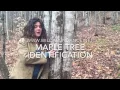 Red Maple Tree Identification