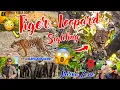 Lagu Tiger, Leopard \u0026 Elephant Sighting 😱 Teno Ik He Safari Main Dekh Kr Guest Ho gye Soaked 😳