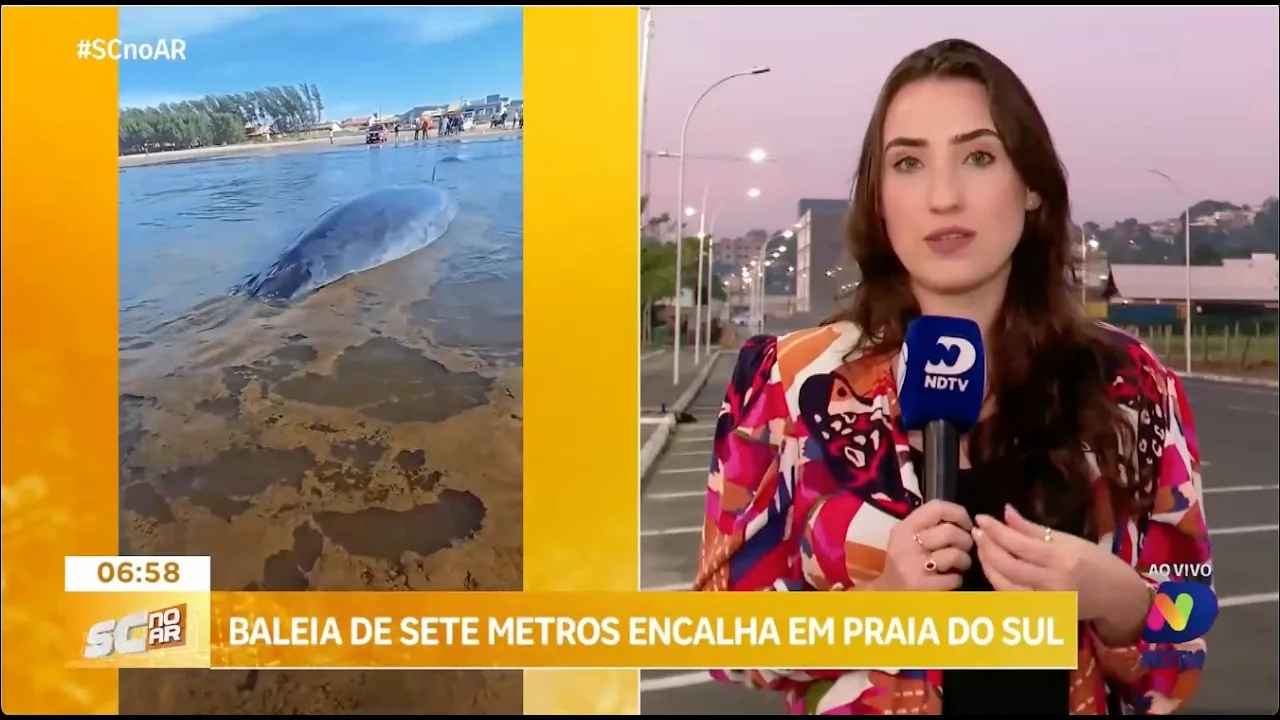 Baleia de sete metros encalha em praia de Jaguaruna e mobiliza resgate