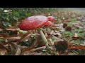 DOCUMENTARIO RTP - Portugal uma Historia Natural