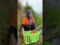 Download Lagu Panen Brokoli Langsung Di Masak Di Ladang