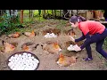 Download Lagu Harvesting A Lot Of Chicken Eggs from Hole Goes To Market Sell with Daughter | Ming Daily Life