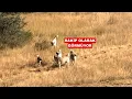 Download Lagu AZAT VE ATEŞ DAĞDA YABANCI KÖPEKLERLE KARŞILAŞTI AZAT KENDİNDEN GÜÇSÜZLERE ARTIK KARIŞMIYOR 