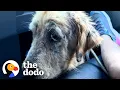 Download Lagu Watch This Mangy Dog Turn Into A Golden Retriever | The Dodo