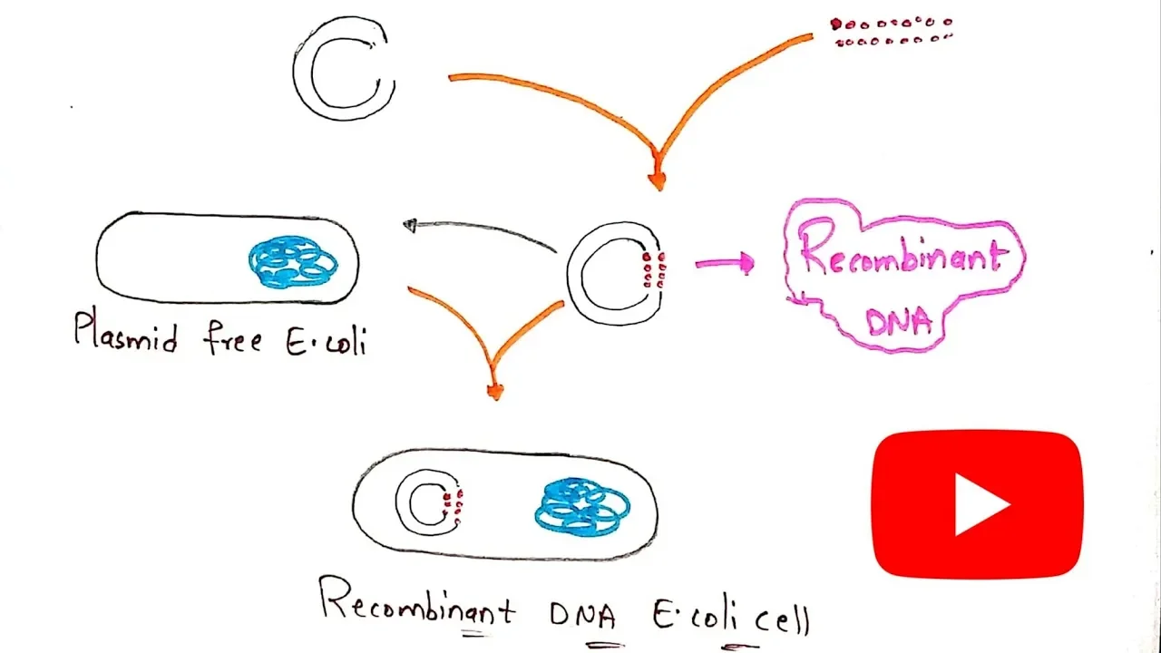 Recombinant Dna technology | Production of insulin by rDNA technology | Bio science