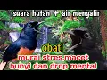 Download Lagu suara terapi burung murai batu stres || terapi murai batu macet bunyi