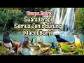 Download Lagu 30 Menit Tanpa Intro| Suara Terapi Burung Macet Bunyi Kacer Murai Ciblek Cucak Ijo Sogon Kowul
