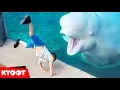 Download Lagu Beluga Whale is AMAZED by Tricks!  | Funny Aquarium Videos