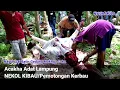 Download Lagu PENYEMBELIHAN KERBAU/NEKOL KIBAU | Nayuh Sai Batin Gedung Makhga Saka