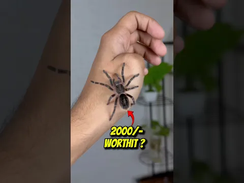 Tarantula! #minivlog #shorts