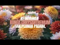Mengenal Chrysanthemum Bunga Lembut dengan Cerita Mendalam