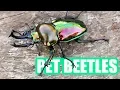 Lagu Pet Beetles!