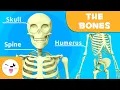 Download Lagu The Skeletal System - Bones for Kids (Updated Version)