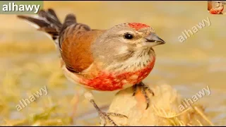 تغريد هائج لطائر التفاحي النينو 