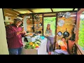 Download Lagu MIREN la COCINA más LINDA del CAMPO de RD ahí COCINAMOS un RICO LOGRIO de CHICHARRON