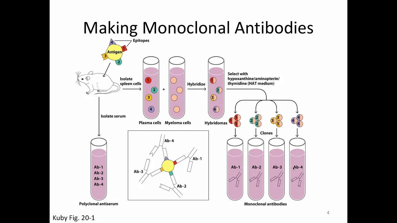 Immunology Lecture 8: Antibody Techniques