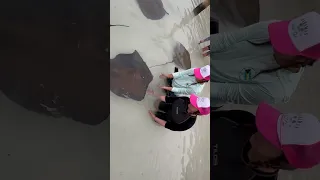 Hand feeding stingrays at Manjack Cay in the Abacos #shorts #short #stingray #bahamas