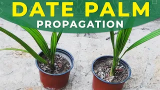 Download GROWING DATE PALM FROM SEEDS | PROPAGATION, CARE FOR SEEDLINGS MP3