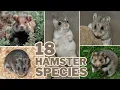 Meet the 18 Hamster Species