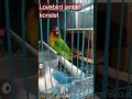 Download Lagu Lovebird jantan konslet mangap