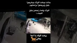 كلاب الشارع مع الشباب بليل يوتيوب Funny القناه كلاب Fun 2023 ضحك حياة صعبه حياة رمضان 