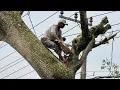 Draining mind \u0026 Energy! Cutting down trees on the side of the road!