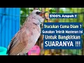Download Lagu Masteran Trucukan Gacor Ngalas Tarung Ropel Paling Bagus Untuk Pancingan Trucukan Agar Bunyi Nyaut