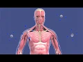 The 12 Organ Systems of the Human Body Anatomy Physiology Overview