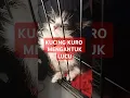 Download Lagu #mangu #kucingtidur #cute #kucinglucu #viralvideo #fyp #shorts #trending #adorable #tralalerotralala