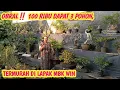 Download Lagu HARGA OBRAL‼️ MULAI 100 RB DAPAT 3 POHON, FULL STOK \u0026 TERMURAH📞0823-3277-1757 @JeckpaeyBonsai91