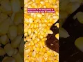 Download Lagu yummy 😋#food #enjoy #corn #sweet #sweetrecipe #yummy #viral #salad #foryou #fypage #fypシ #fypシ゚viral