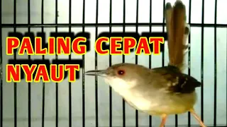 inilah suara pancingan ciblek paling cepat nyaut dan menjadikan ciblek gacor 