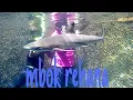Download Lagu Mbok rehana.ingin melihat alam bawah laut Banyuwangi