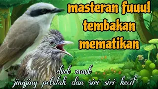 fuuul tembakan mematikan jingjing petulak dan siri siri kecil