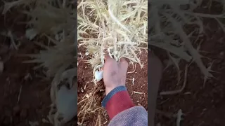 تحدي خلع الشوك بليد Shorts 