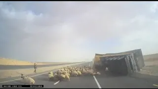 حادث شاحنة وأغنام في منتصف الطريق الله المستعان 