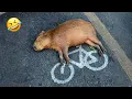 Funniest Capybara s Ever