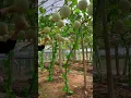 Lagu Yugu Melon Fruit Garden #beautiful #farming #natural #freshfruits