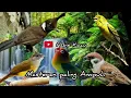 Download Lagu Kicau Cililin,Love bird,Kenari,Gereja,Kapas tembak cocok buat masteran