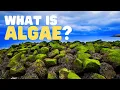 What Is Algae What are the uses of algae Learn about the different types of algae for kids