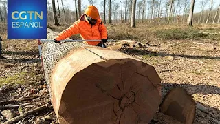 Expertos franceses seleccionan la madera de los mejores robles para el nuevo pináculo de Notre Dame