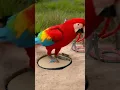 Download Lagu Trap Faliure and Trap Break Down #parrot #macow #birds