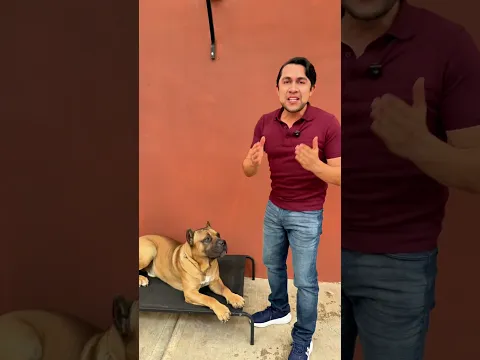 ¿Cómo evitar que tu perro destruya cosas mientras tú estas? 👌🏻💯🐶 #perros #canecorso #mascotas