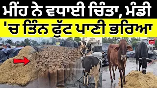 Sangrur Grain Market Waterlogging | ਮੀਂਹ ਨੇ ਵਧਾਈ ਚਿੰਤਾ, ਮੰਡੀ 'ਚ ਤਿੰਨ ਫੁੱਟ ਪਾਣੀ ਭਰਿਆ | N18V